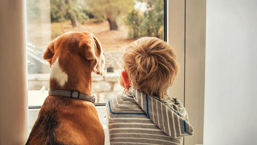 Enfant regardant par la fenêtre avec chien