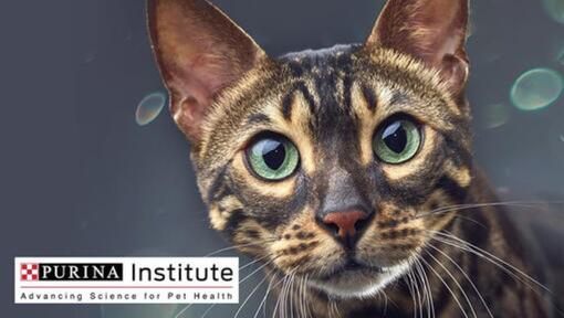 Logo de l'Institut Purina en chat
