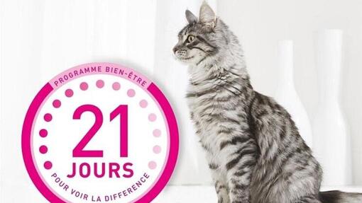 Le Programme 21 Jours PURINA ONE pour votre chat