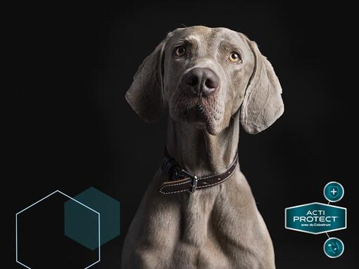 Expert Care Nutrition Chien