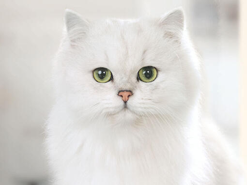 Gourmet chat blanc
