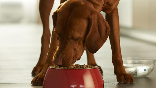 Chien mangeant dans un bol​