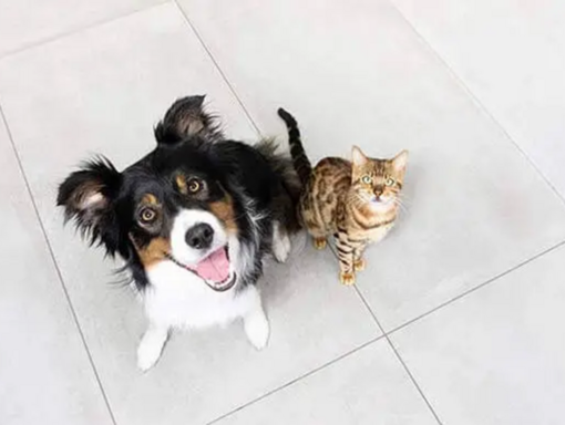 Mieux ensemble logo et chien et chat