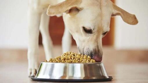 Un autre regard sur l’alimentation des animaux de compagnie