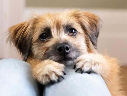 Friandises Chien