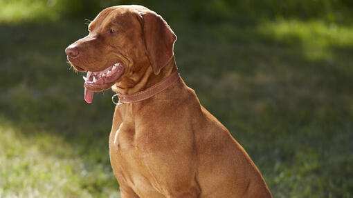 Le chien est assis sur l'herbe