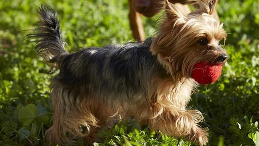 Un chien court avec une balle rouge dans sa bouche​