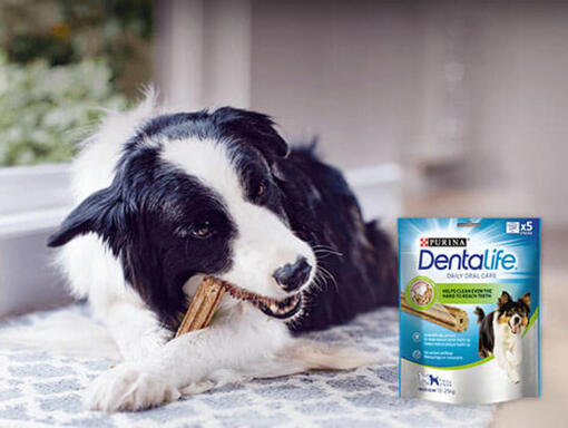 Dentalife Chien