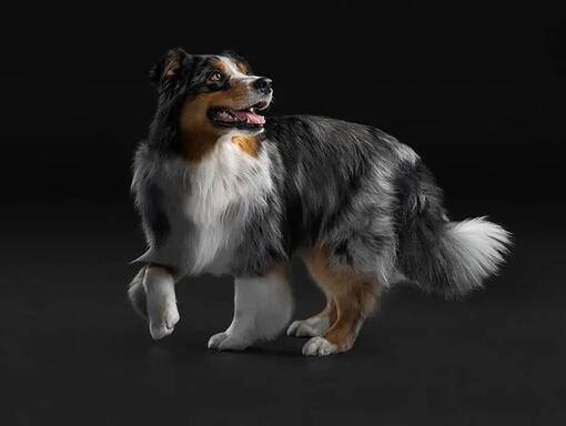 PRO PLAN® CHIEN