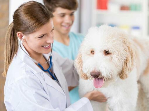 chien blanc assis sur la table chez le vétérinaire