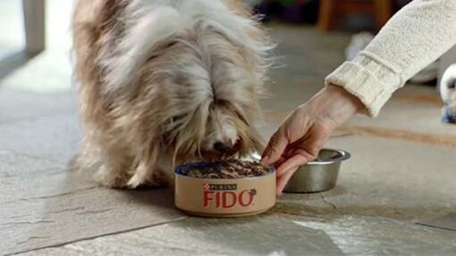 Chien+Gamelle FIDO