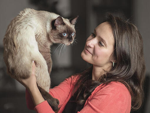 Le chat au gingembre et le labrador au chocolat se sont assis à l'alimentation des propriétaires