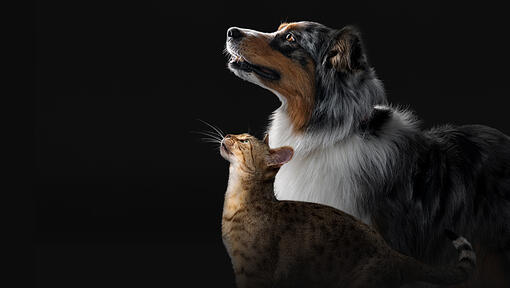 Chat et Chien Pro Plan