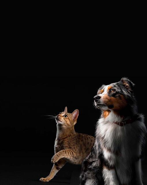 Pro Plan Chat et Chien