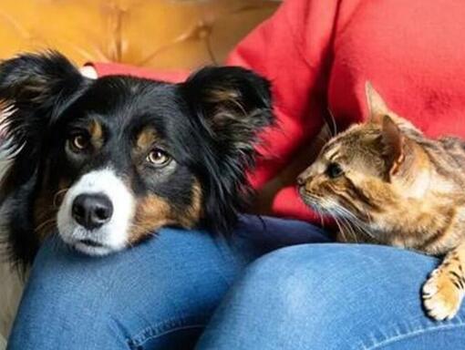 femme regardant dans le porte-chat