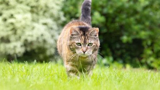 Le chat marche sur l’herbe