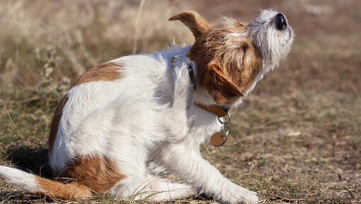 un chien se gratte la tête