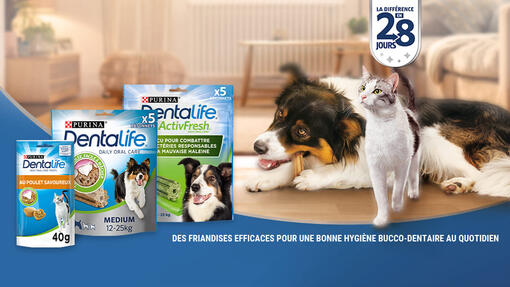 Dentalife®