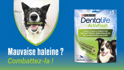 DENTALIFE® ActivFresh® 