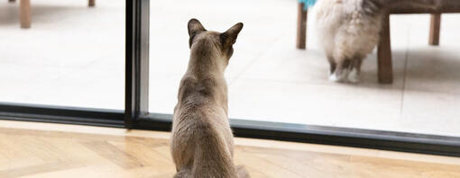Un garçon et un chat regardent un livre.