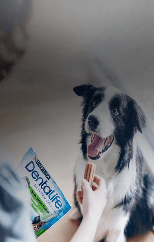 Dentalife Chien