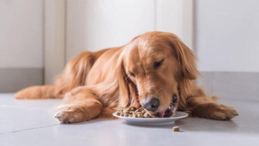 Golden retriever que se couche en mangeant