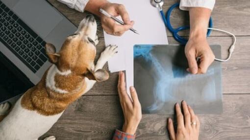 Un Vétérinaire examine une radiographie avec un petit chien sur la table