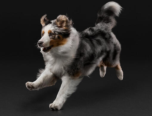 Purina PRO PLAN® Supplement finder for dogs