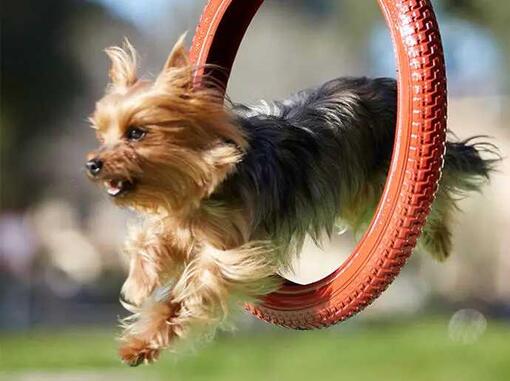 Little dog jumps over the ring