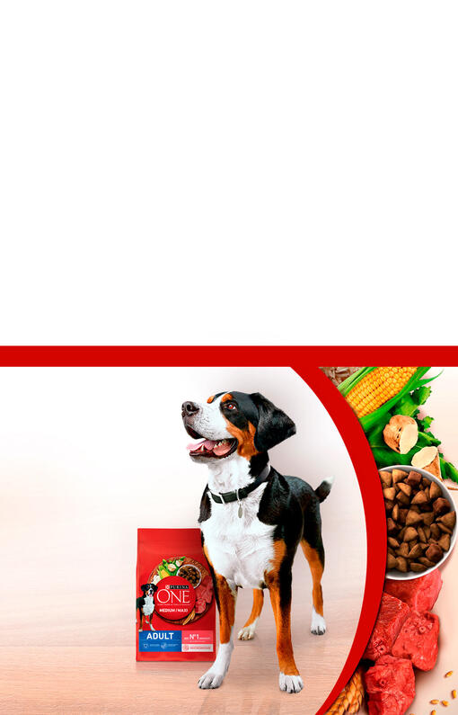 Purina ONE Chien