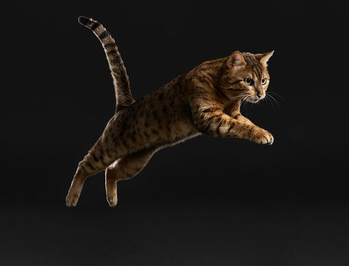 L'outil de recommandation personnalisée de supplément pour chats PRO PLAN®.