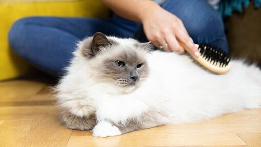 Comment brosser votre chaton