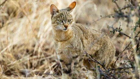 un chat sauvage dans les hautes herbes