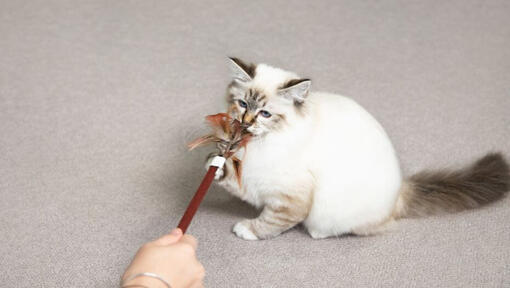 Chaton jouant avec une baguette en plumes