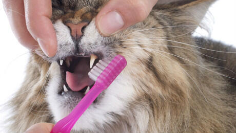 brosser les dents du chat