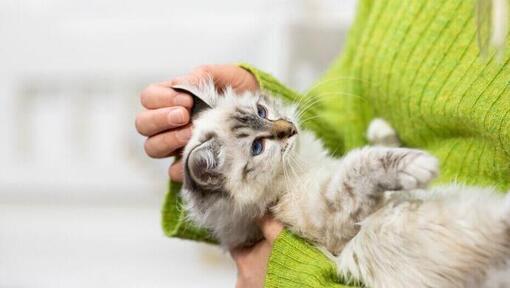 Chaton à fourrure claire tenu dans les bras de son propriétaire