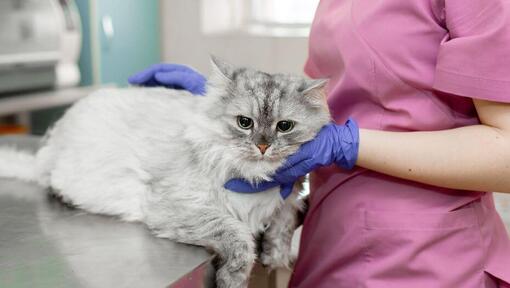 Vétérinaire inspectant le chat gris.