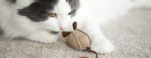 Chat jouant avec un jouet de souris