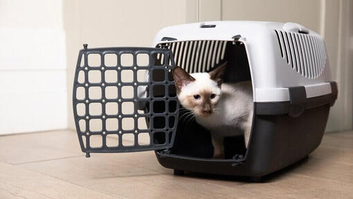 Chaton sortant d'une cage