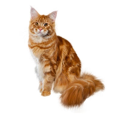 Maine coon