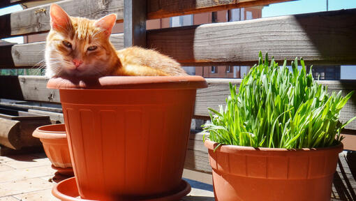 Chat roux assis dans un pot de plantes