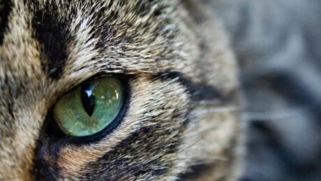 oeil de chat