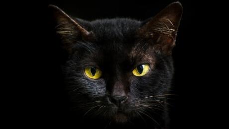 chat noir aux yeux jaunes