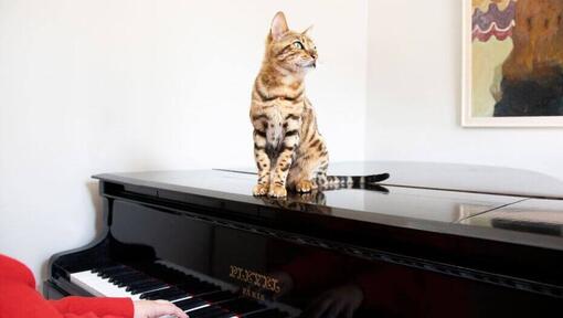 Chat du Bengale assis sur un piano.