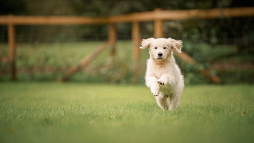 Chien qui court dans le champ