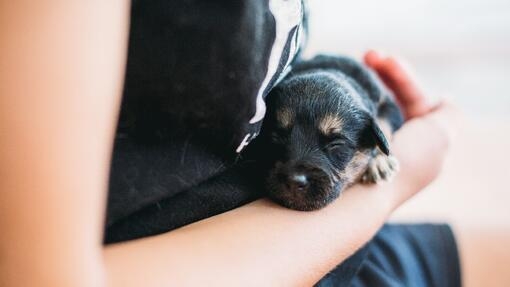 chiot noir dans les bras de son propriétaire