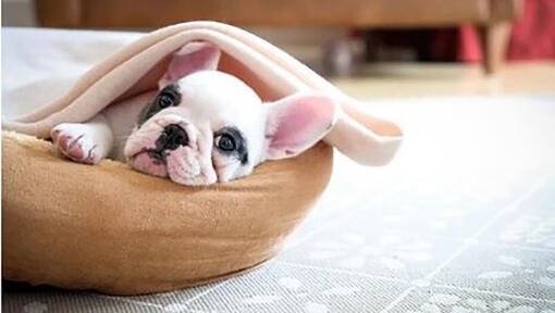 Bouledogue français blanc et noir dans un lit pour chien.