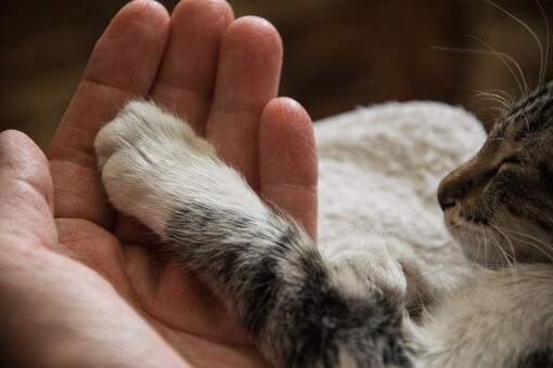 main humaine tenant la patte d'un chat