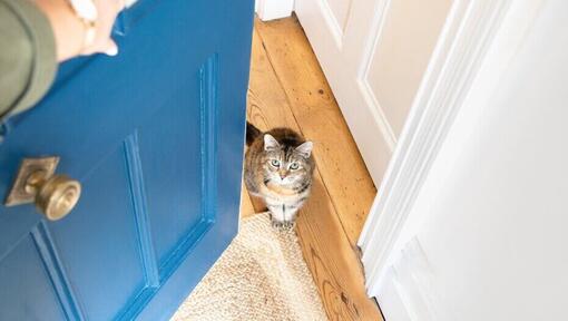 Chat attendant à la porte