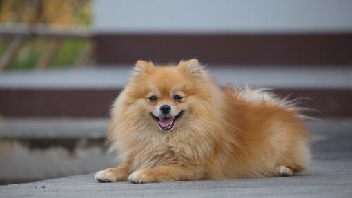 Heureux Poméranie couché et souriant à la caméra